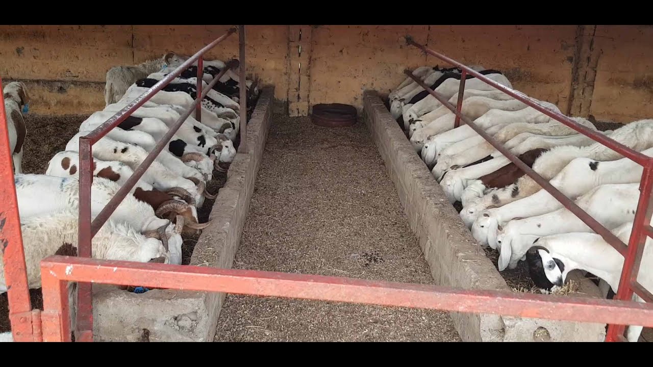 WAX TANN AK JALLOW FARM GAAMBIA