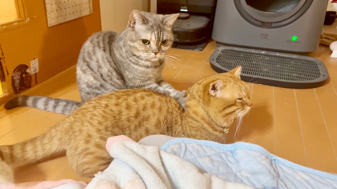 妹に肩を揉んでもらってるぽっちゃり猫。しかしその結末は...