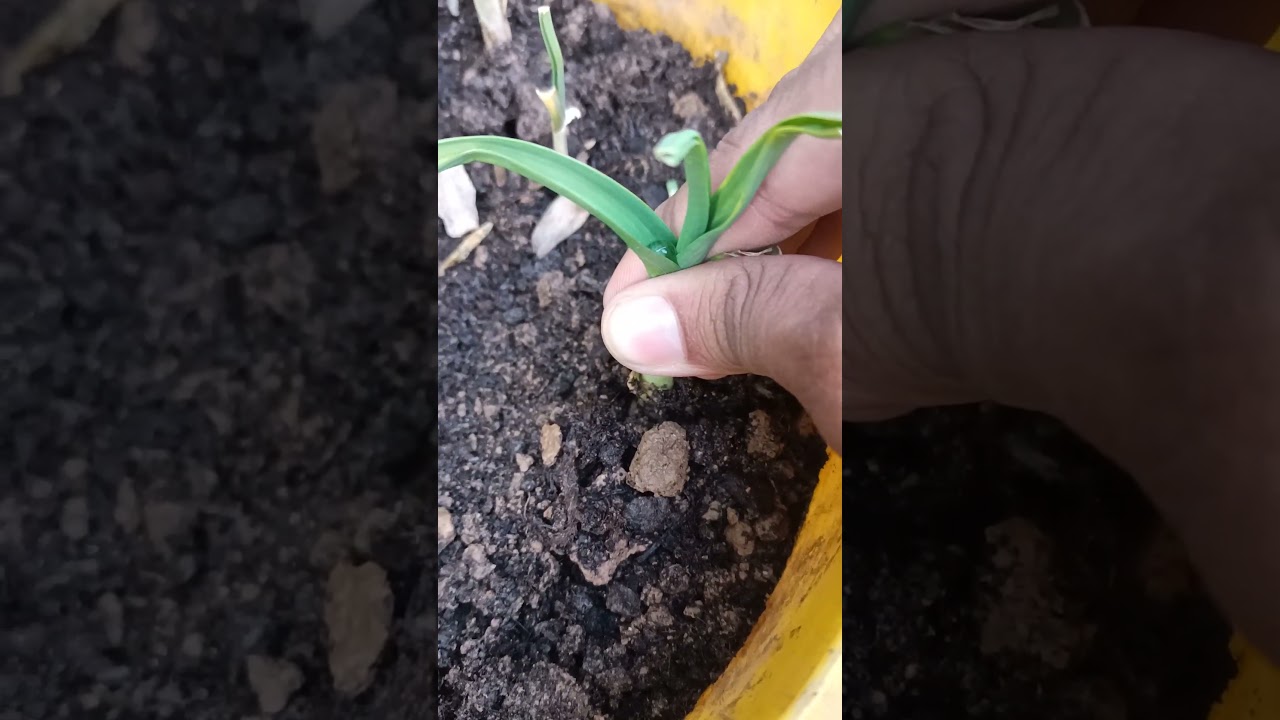 Pulling garlic #satisfying #trending