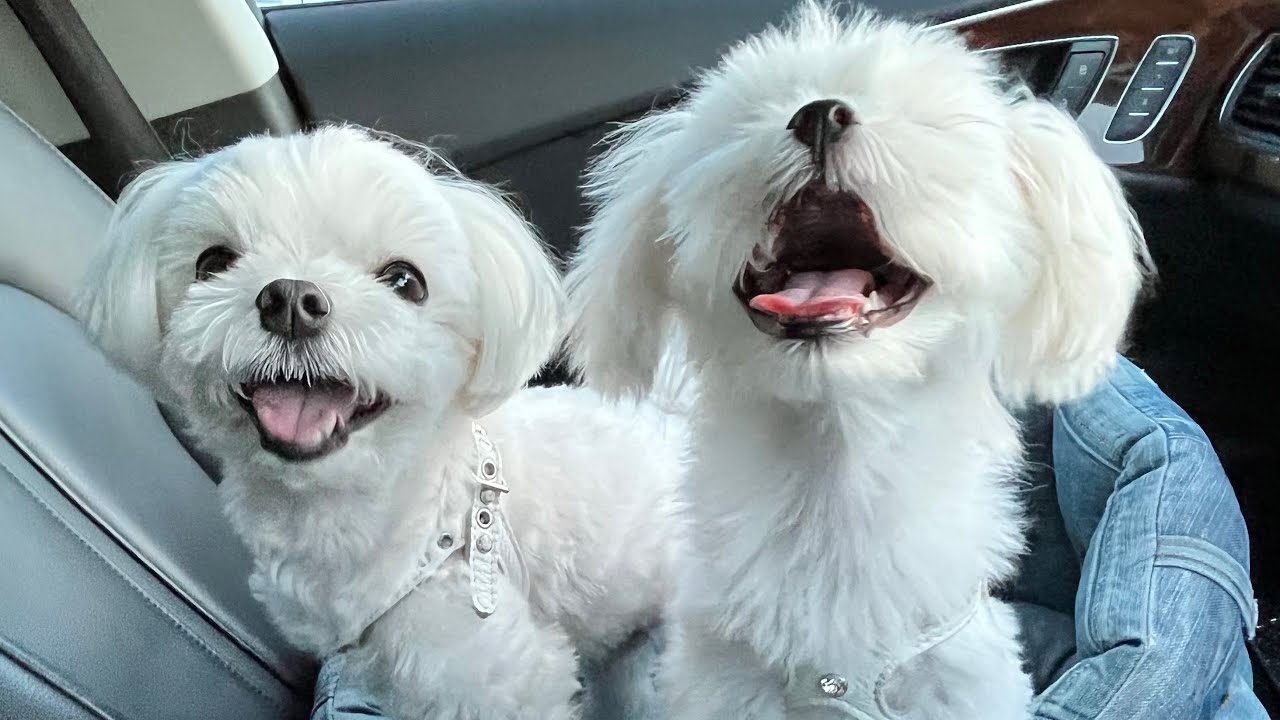 遂にぽー🐶歩いた❣️