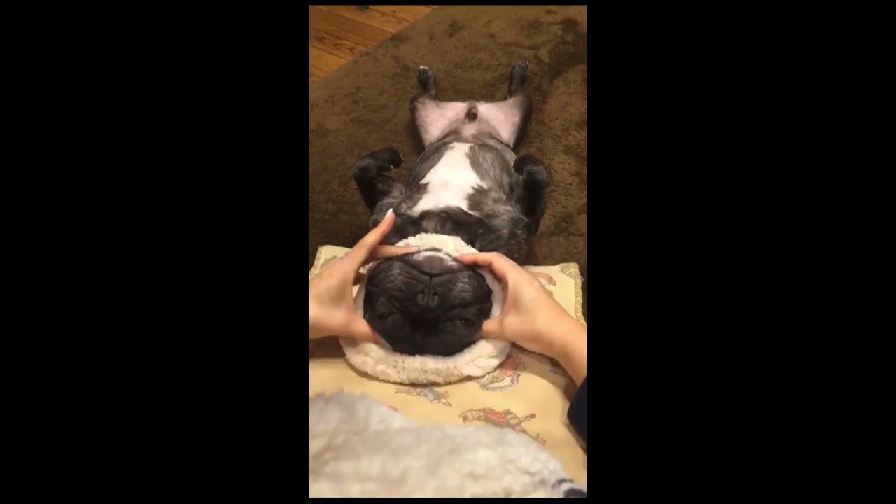 French Bulldog facial treatments.