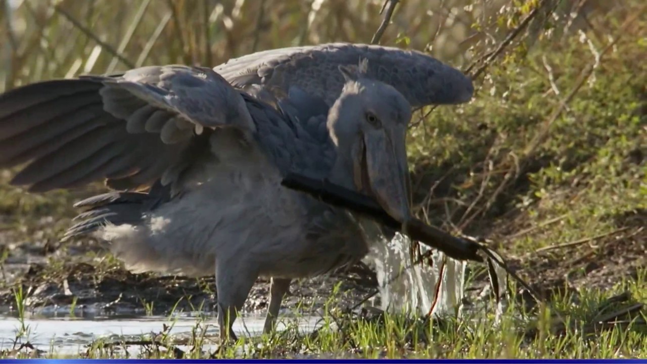 Wildlife of South Sudan
