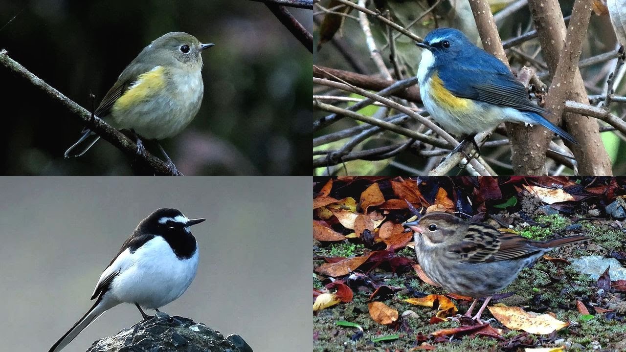 探鳥散歩 2025.12.04-09 ルリビタキ・クロジ・ビンズイなど15種の野鳥を拾い撮り　西美濃各地の林縁や河原などを歩く