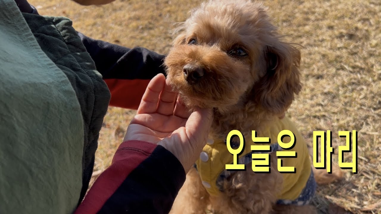 하루는 온전히 마리에게 시간을 주던 날 / 논산 온빛자연휴양림/ 다알리아구근캐기/ 무우 땅속 보관 / 튤립 구근심기