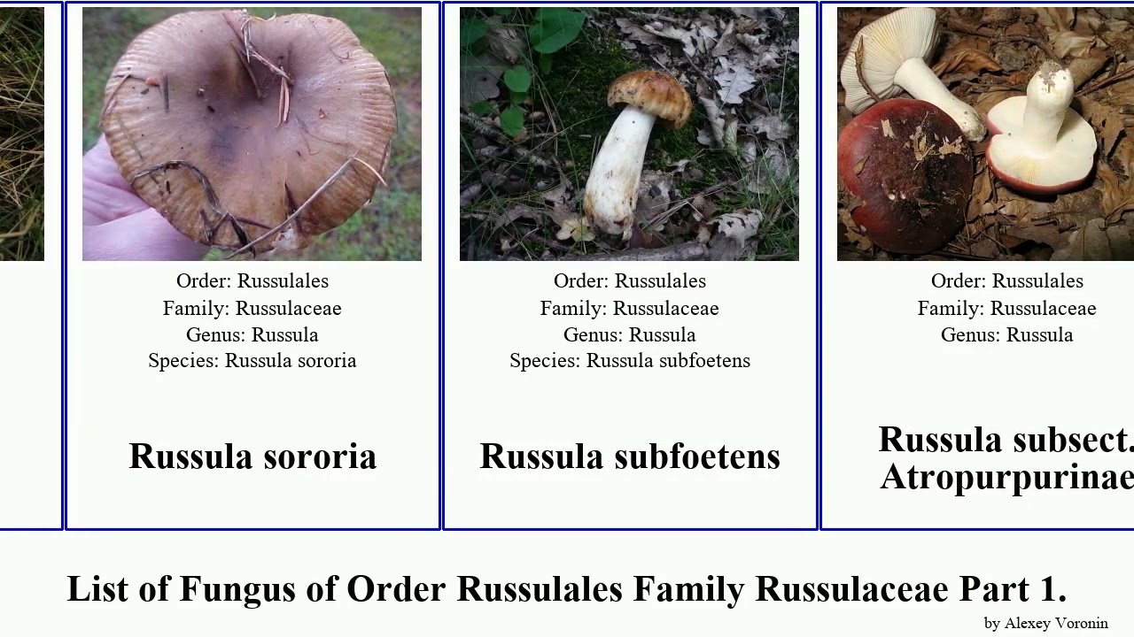 List of Fungus of Order Russulales Family Russulaceae Part 4. subsect minor solaris swamp nana