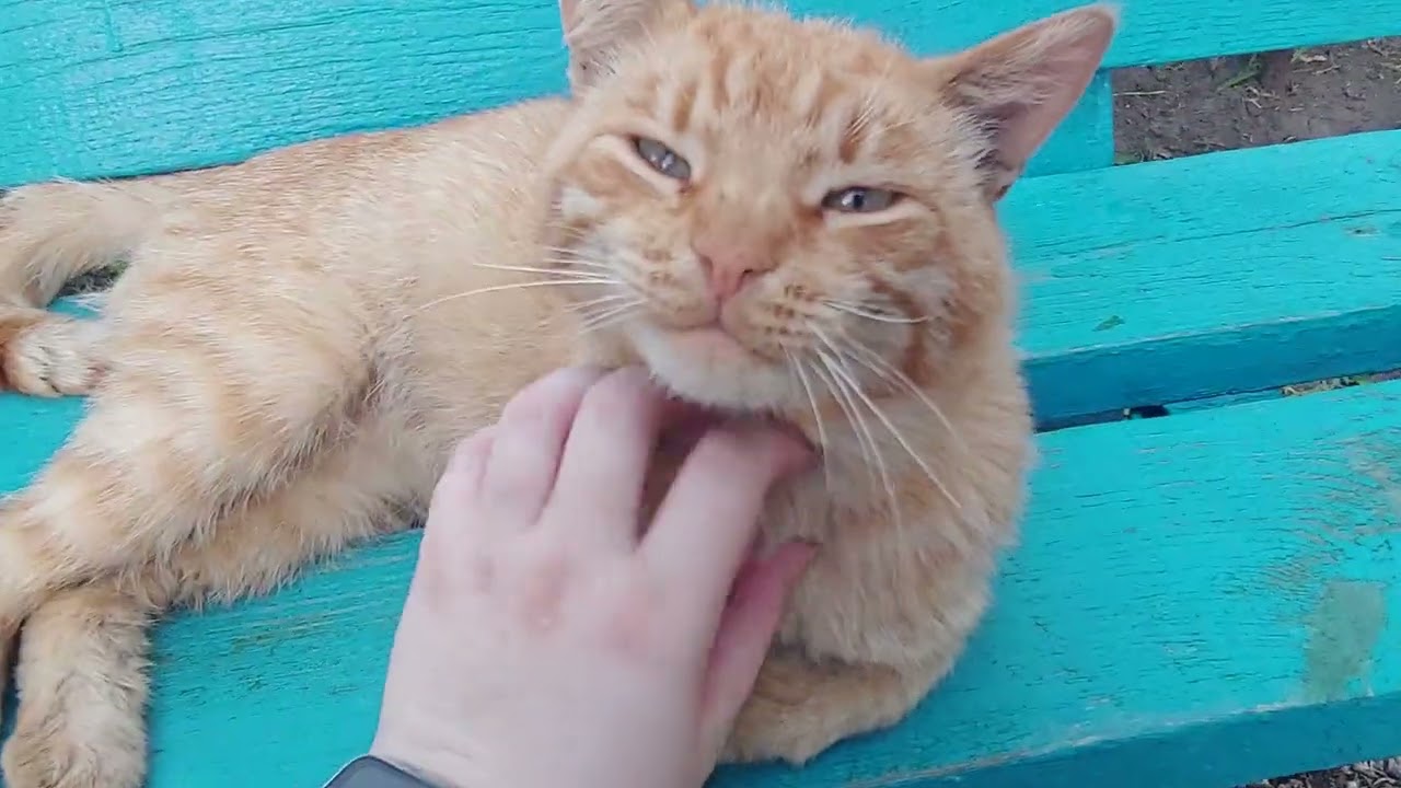 Милейший добрый рыжий котик отдыхает на лавочке возле подъезда (street cat video)