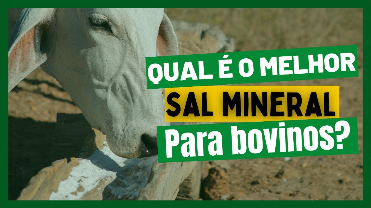 Qual o melhor SAL MINERAL para bovinos? Descubra AGORA!