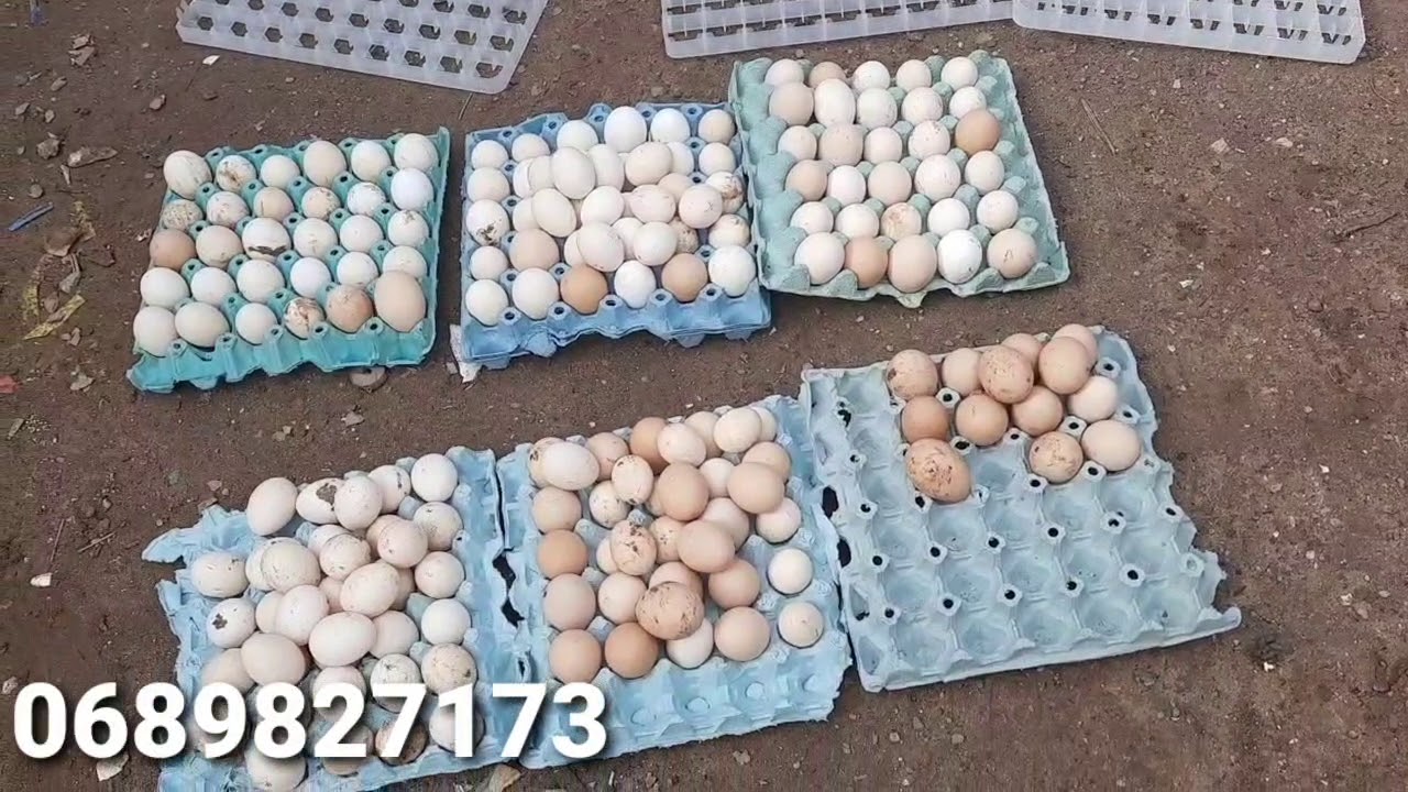 شاهد كيف اتعامل مع الفقاسة قبل وضع البيض