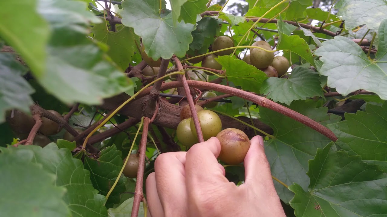 Late season muscadine 2018