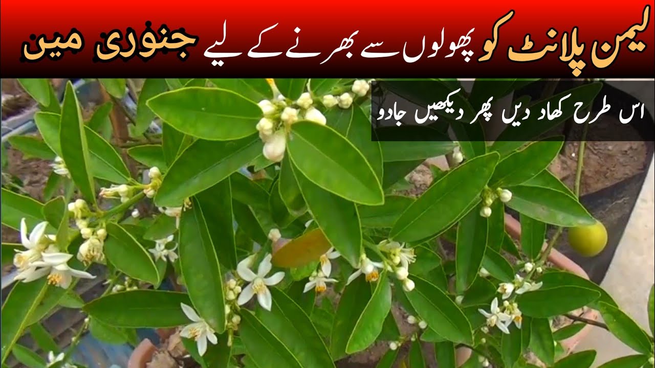 Grow a HEALTHY Lemon Tree with These Fertilizing Tips!