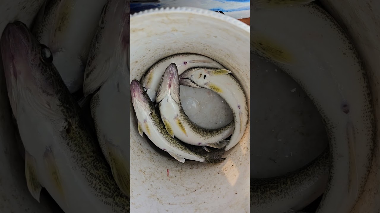 Fish Head Assassin #fishing #fishheadassassin #walleyefishing