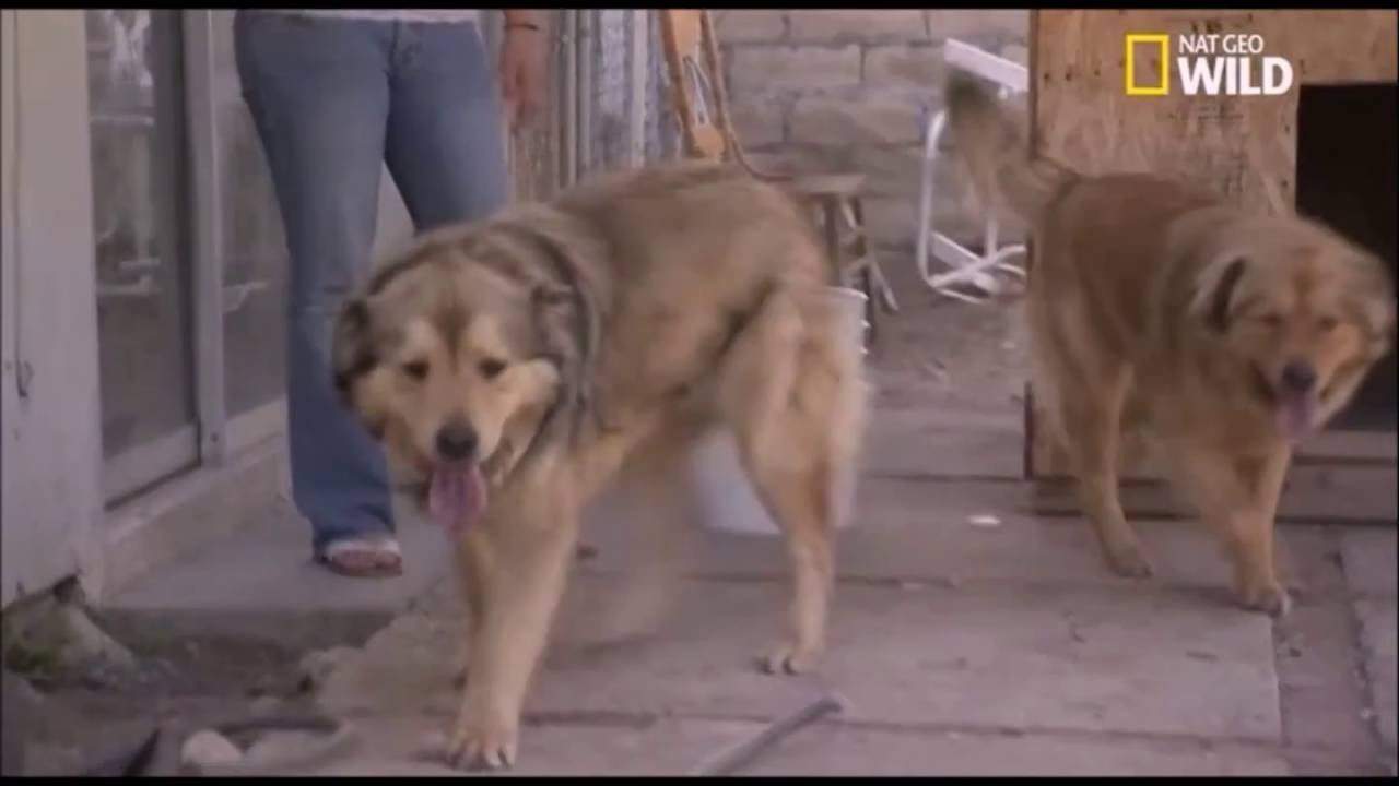 Reportage T&eacute;l&eacute; : Bagarre de 2 chiens/ Cesar Millan/ Eric Tramson