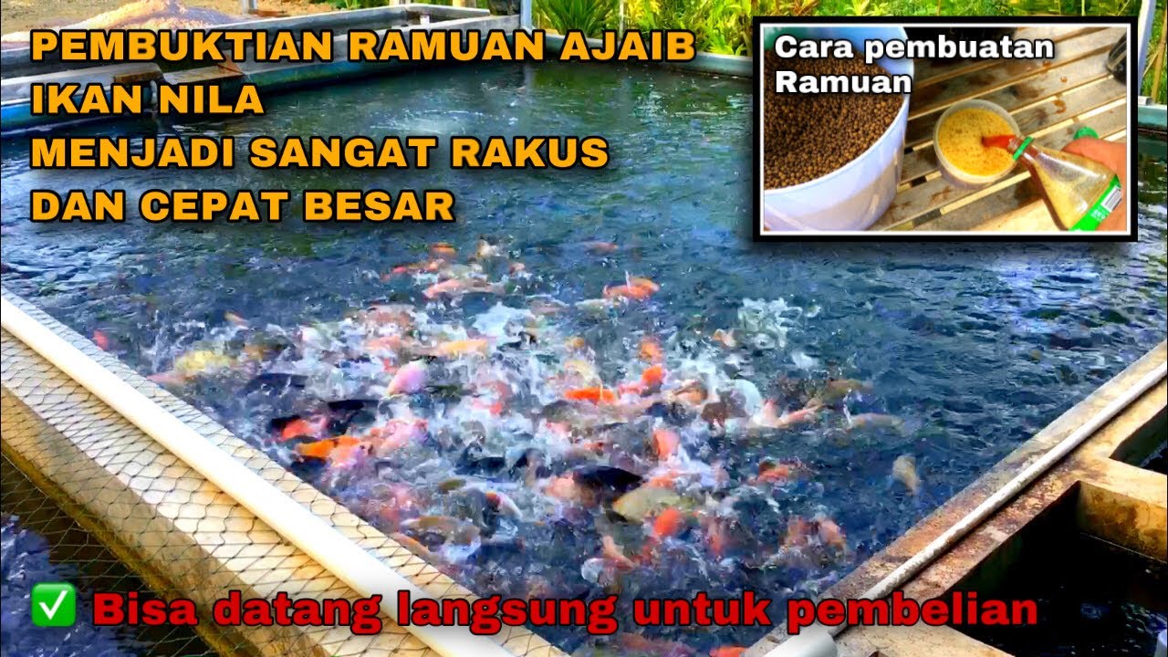 CARA MENINGKATKAN NAFSU MAKAN IKAN NILA MENJADI SANGAT RAKUS DAN CEPAT BESAR DENGAN RAMUAN INI
