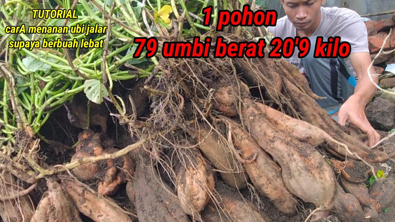 ilmu mahal dari Sunda  ‼️. Tutorial menanam ubi jalar dapat 20'9 kilo 1 pohon . bukti kan