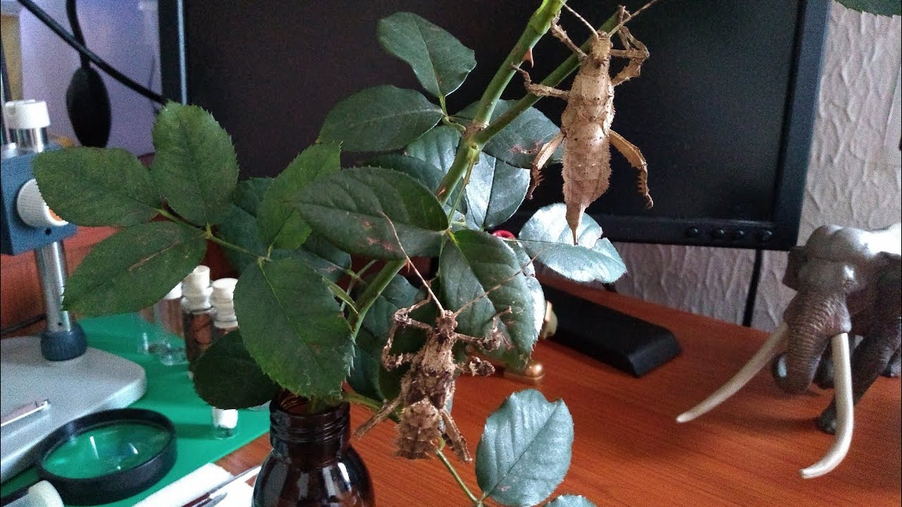 Actualización Heteropteryx dilatata - Phasma Mx