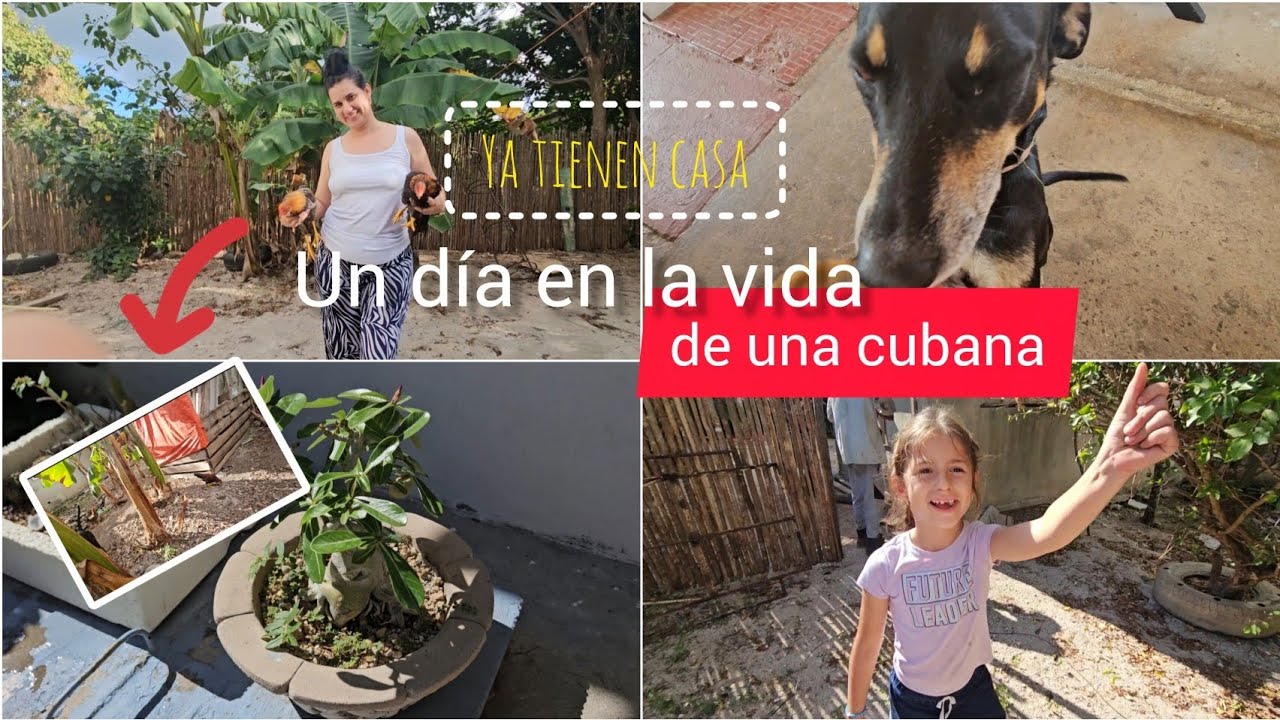 😱Un día en la vida de una cubana/Se termina el cercado para las gallinas🐓/Mi hija nuestra ayudante🇨🇺
