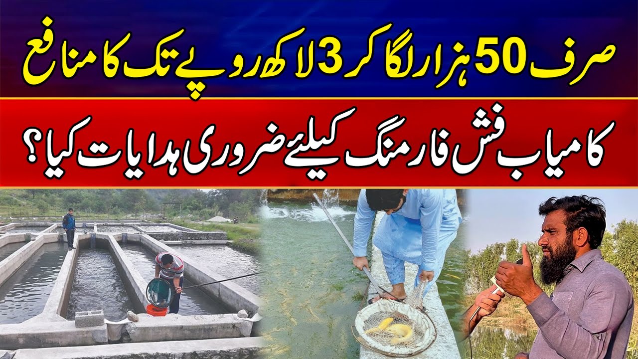 Fish Farming Business: Invest 50 Thousand, Earn Up to 300 Thousand | Complete Guide | News Alert