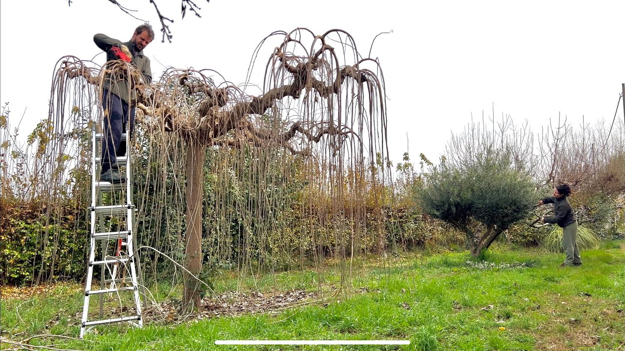 Reviviendo un jardin despues de un año sin podar