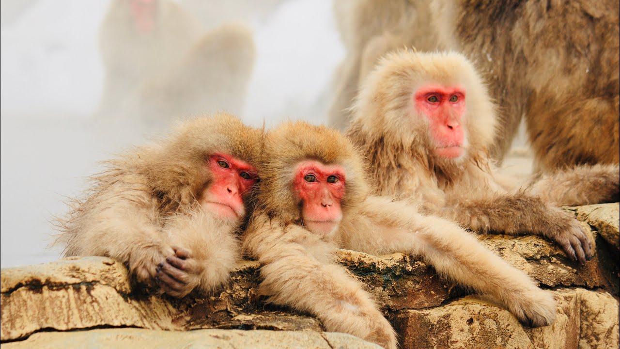 Japan's Snow Monkey Soak Hot Springs 🇯🇵 | 