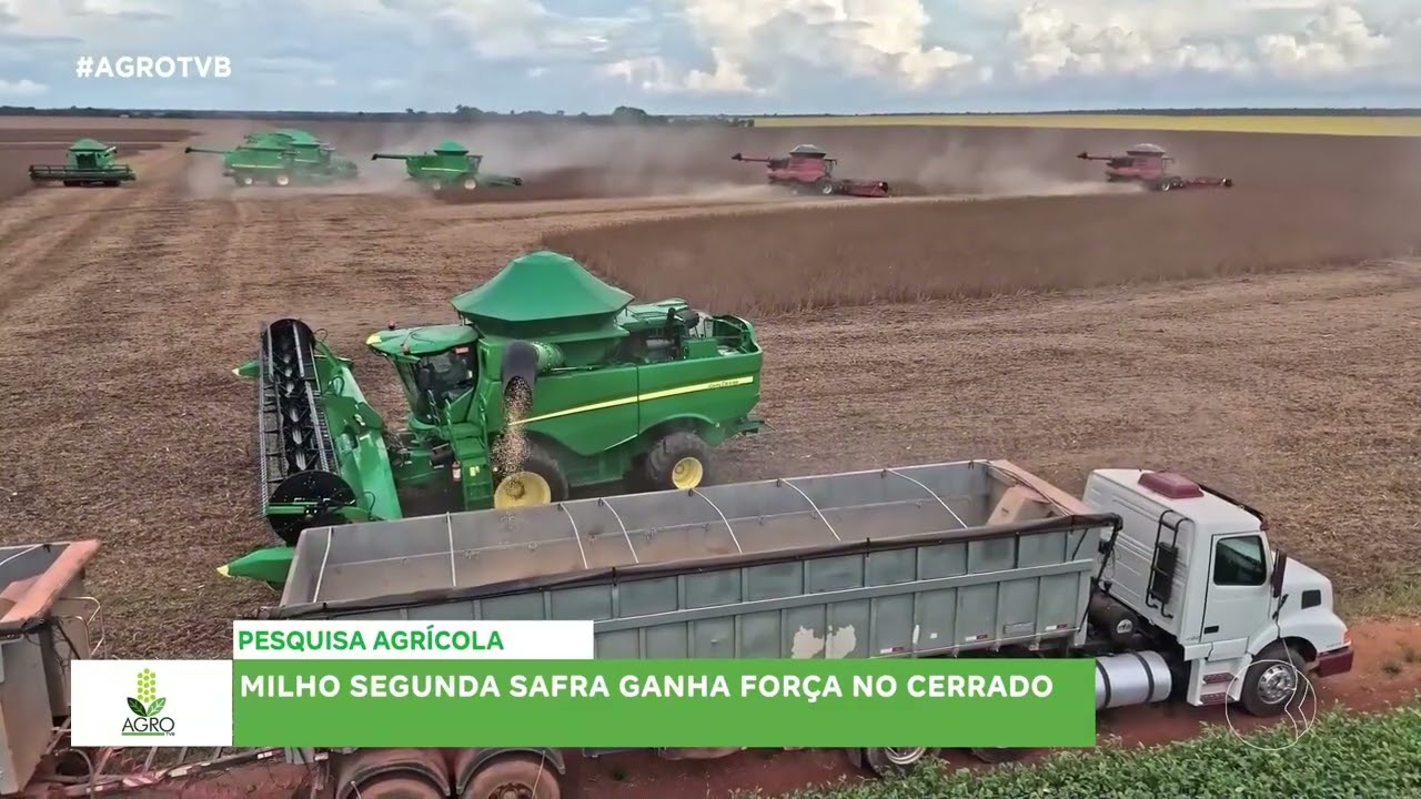 AGRO TVB milho segunda safra ganha força no Cerrado.