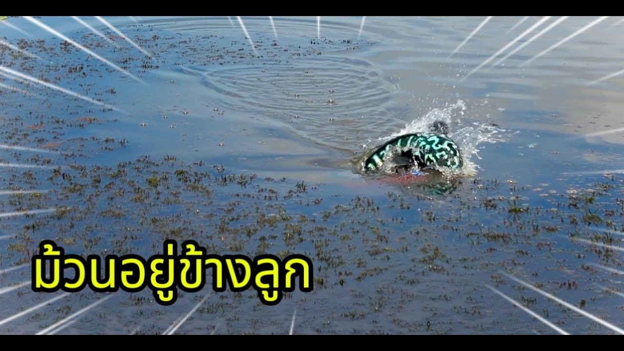ฤดูกาลล่าปลาชะโดสีน้ำเงินฟ้า แก่งละว้า ขอนแก่นเหยื่อ ยาง SR-X คัน มาสเตอร์ โปร รอก DC แอร์ S24