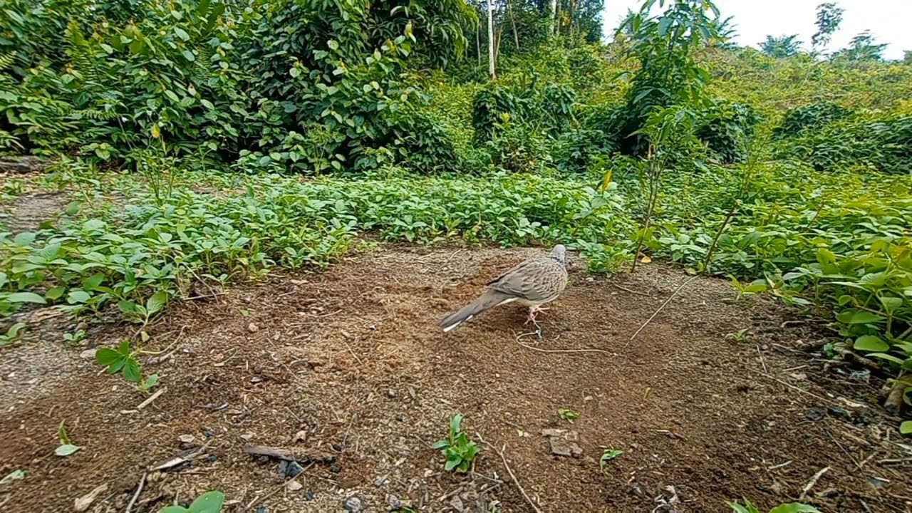 Suara pikat tekukur ajaran, sangat cocok untuk pancingan tekukur bahan