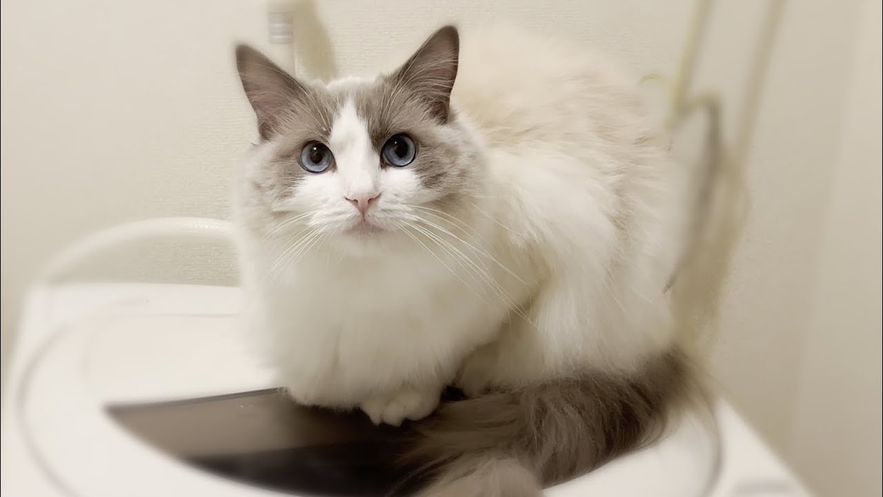 洗濯機の上から飼い主を見つめるラグドール猫が男前すぎました。