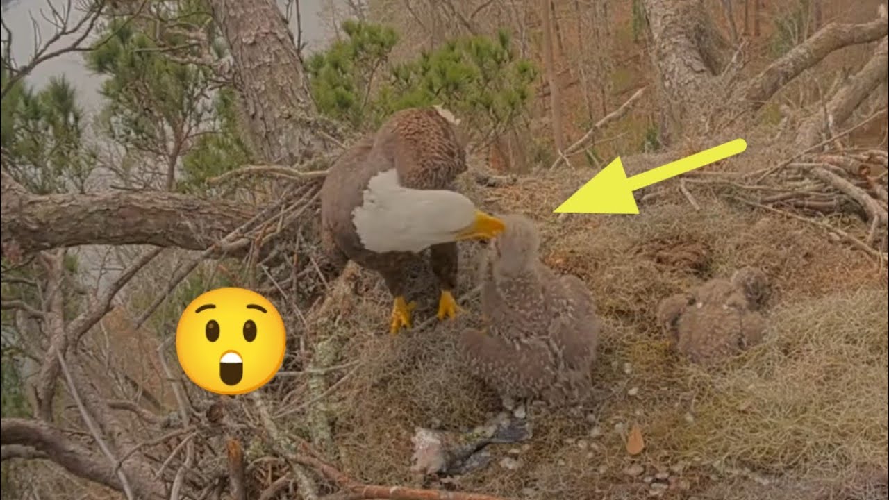 😲 Alex II bonk Big eaglet | Kisatchie National Forest E-3 | Feb 20, 26