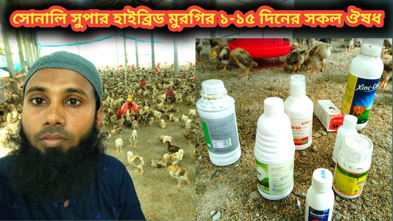 সোনালি সুপার হাইব্রিড মুরগির ১-১৫ দিনের জরুরি ঔষধ কি কি। কোন সময় কিভাবে খাওয়াবেন জেনে নিন।