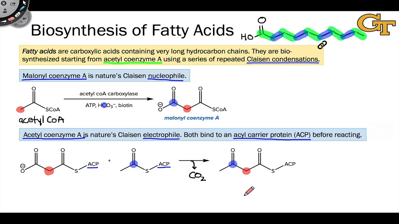 13.05 Fatty Acid Biosynthesis: Introduction and Condensation