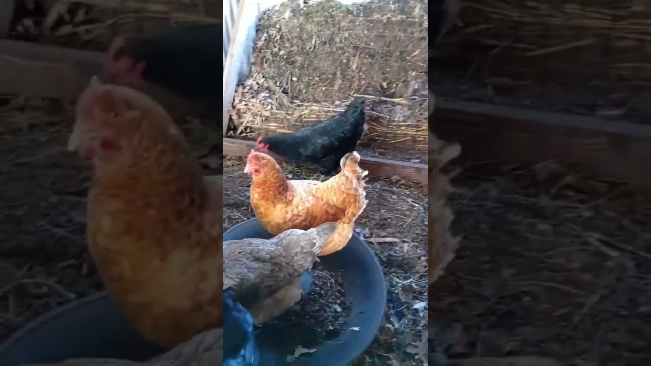 cutting the chicken feed cost
