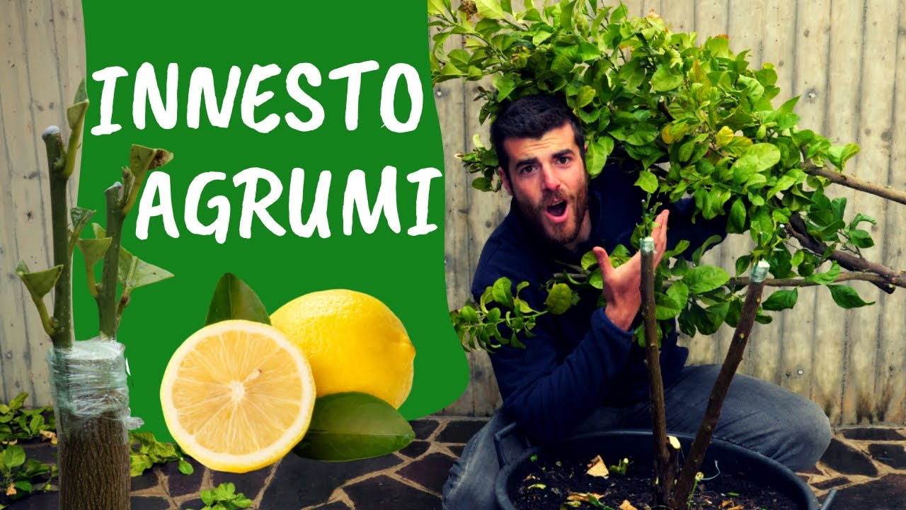 INNESTARE il LIMONE: come fare l'innesto su agrumi adulti