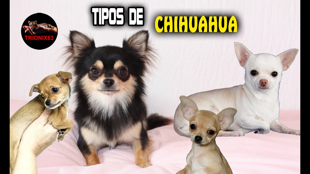 TIPOS DE CHIHUAHUAS (descubre a la raza de perro mas pequeña del planeta)