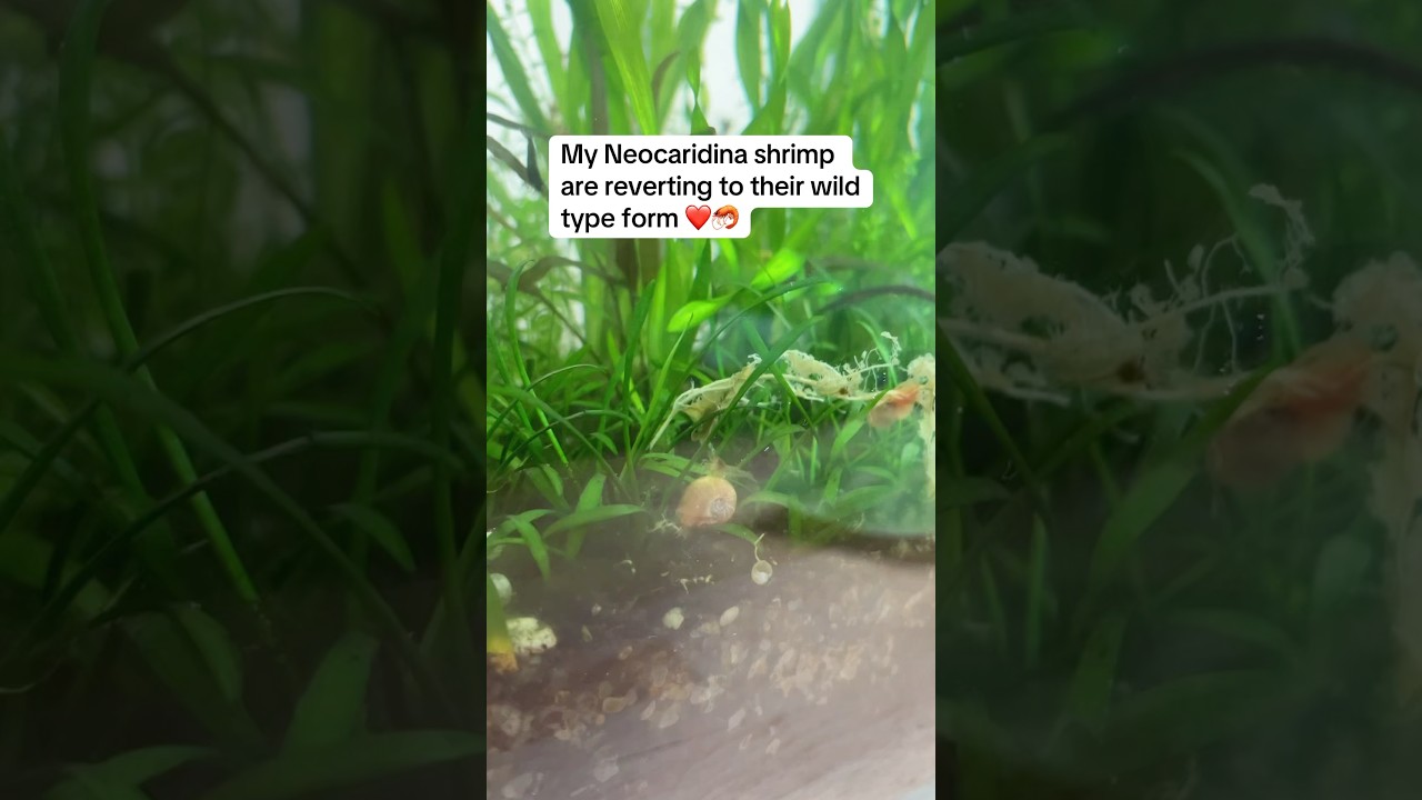 My Neocaridina shrimp are reverting to their wild type form ❤️🦐 #shorts
