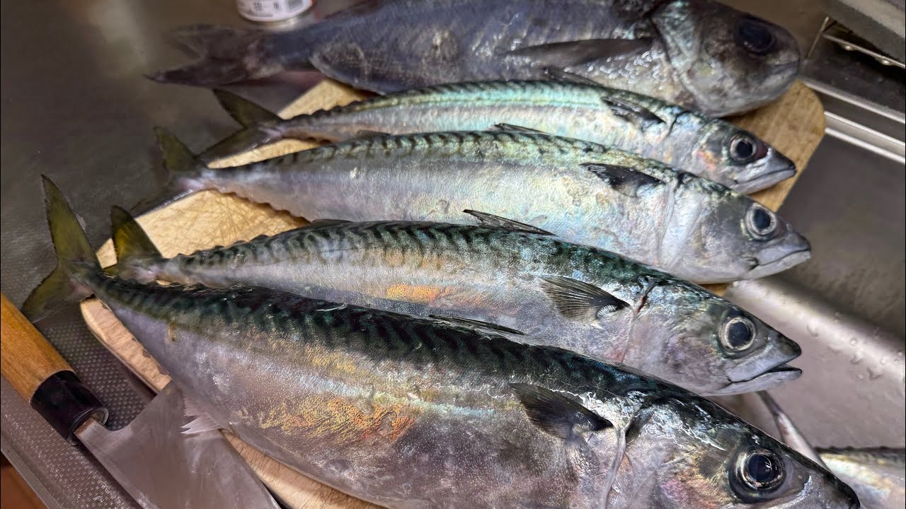 勝浦沖の寒サバ〜ヤリイカ釣り
