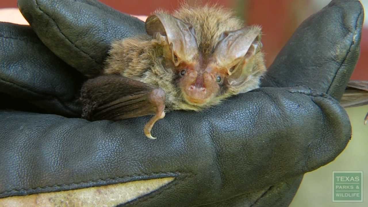 Rafinesque's Big-Eared Bat Colony