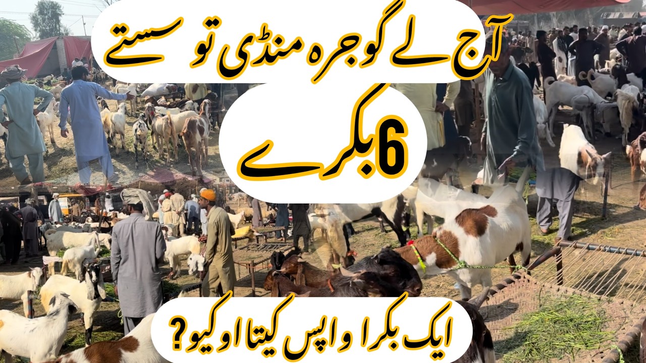 Today Mandi update #goat #cow    آج گوجرہ منڈی تو لے سسستے5 بکرے