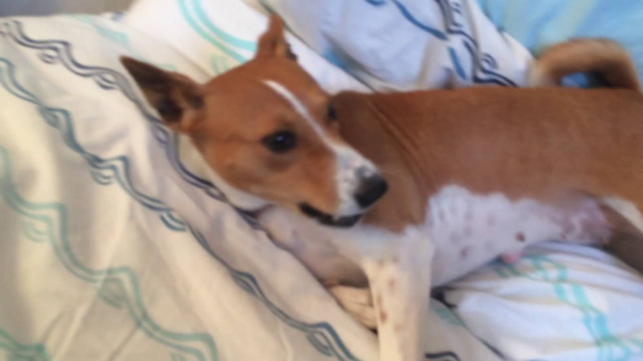 Basenji playtime