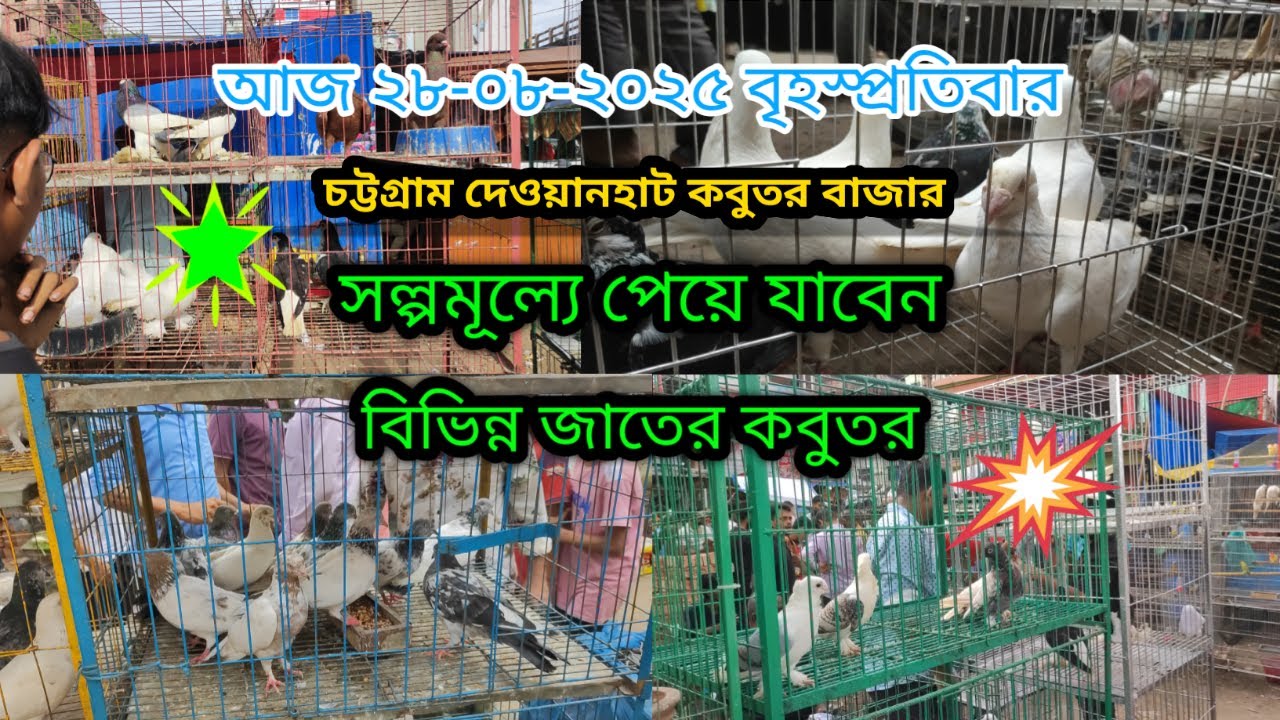 চট্টগ্রাম দেওয়ানহাট কবুতর বাজার Chittagong dewanhat pigeon market