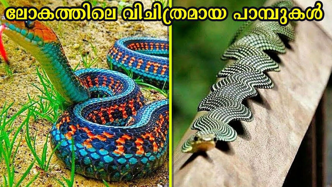 ലോകത്തിലെ വിചിത്രമായ പാമ്പുകൾ | Rarest snakes in the world Malayalam