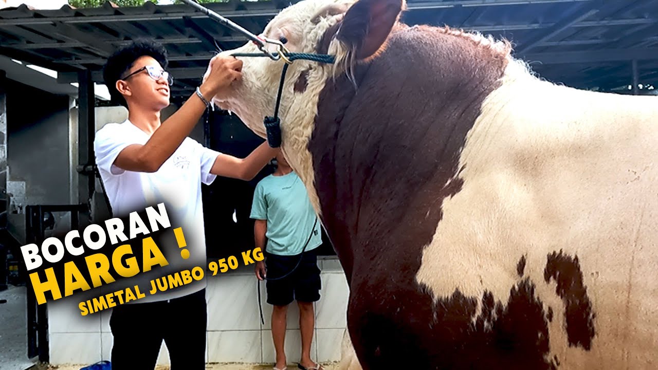 Bocoran Harga Sapi Qurban Jumbo 950 Kg Simental Malbor Istimewa Harga Terbaik