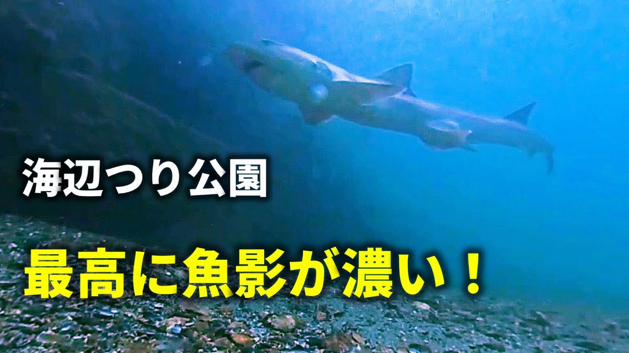 「海辺つり公園」で狙える魚は？水中動画でご紹介