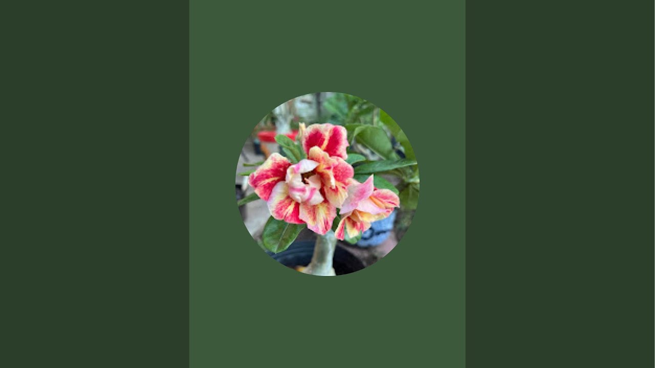 ¡El jardín de Lalo  está emitiendo en directo!