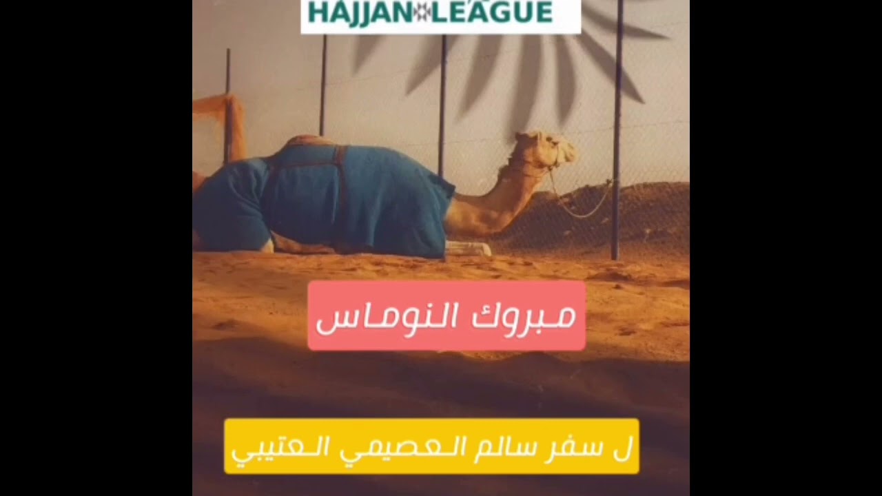 #دوري_هجان سلالات المطايا الحاصلة على المركز الاول بالتمهيدي رقم 1