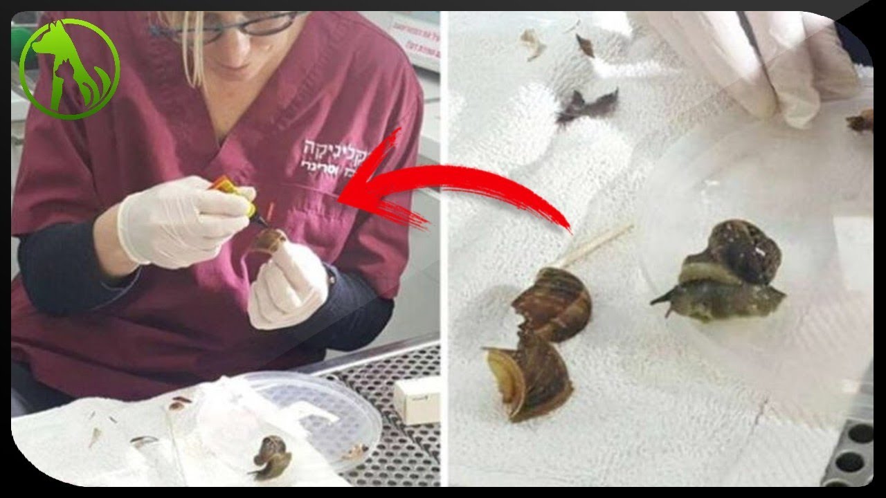 Snail Waits Patiently As Vet Fixes His Broken Shell