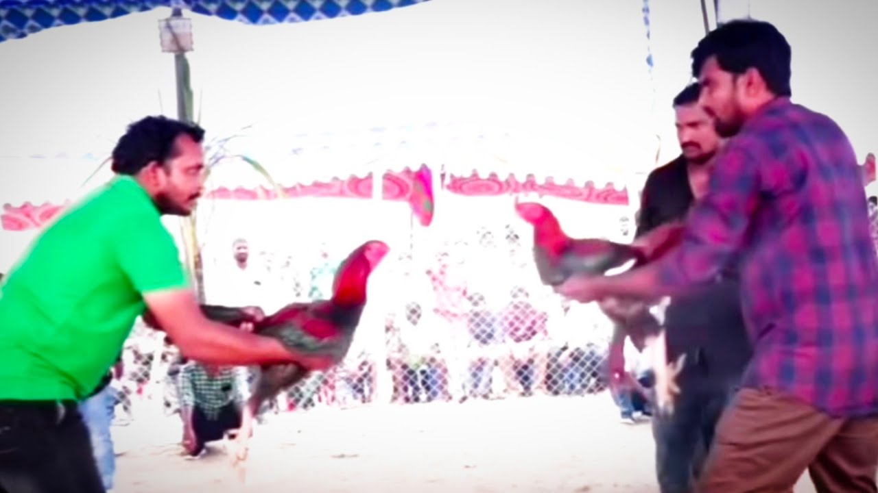 erragadda market low cost kodipunju for sale #6281175572