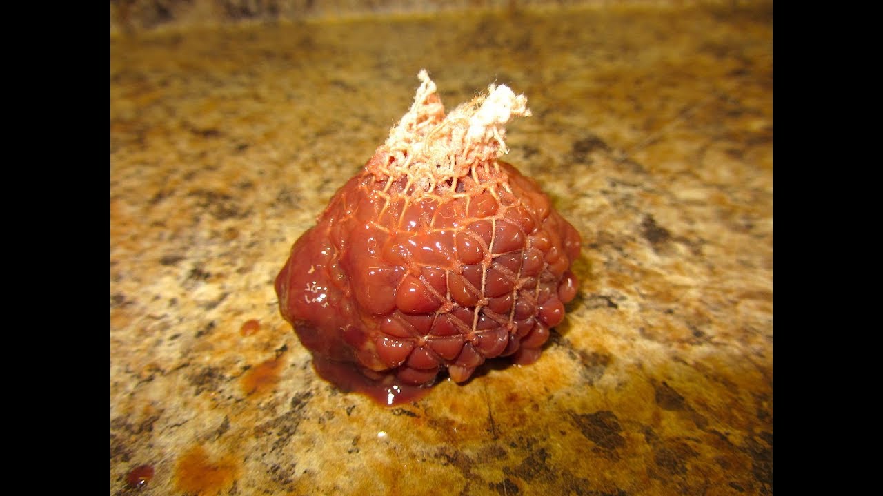 Homemade Bait & Liver Bags using Surgical Netting - ORIGINAL VIDEO