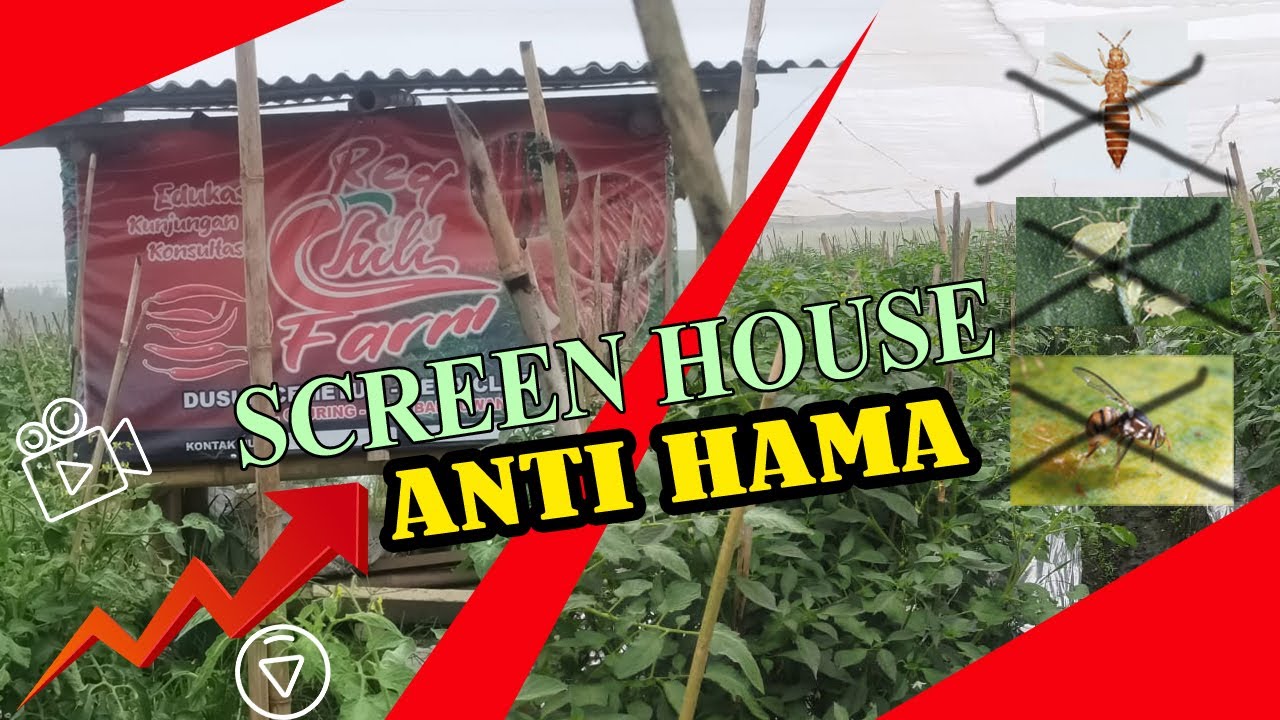Rahasia Teknik Screen House Cabe Merah
