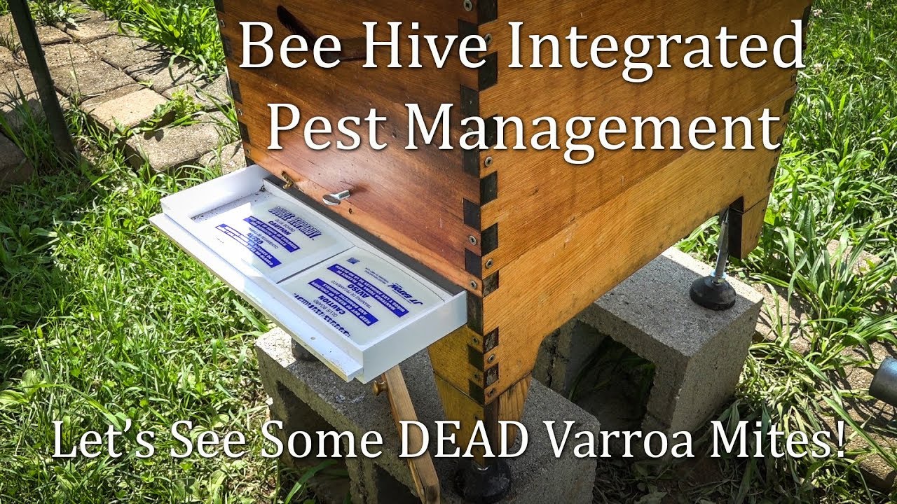 Flow Hive for honey bees FAQ 27 How does oil kill varroa and small hive beetles