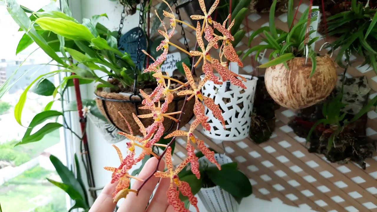 Цветение орхидеи Ren. monachica × citrina. Обзор орхидей из посылки спустя 2 месяца.